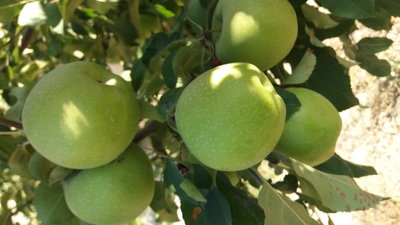 فروش سیب سبزگران اسمیت