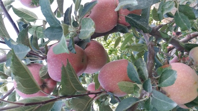 فروش سیب قرمزکهنز