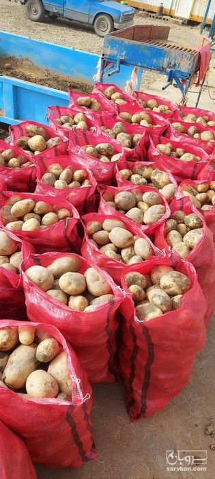 فروش سیب زمینی جلی