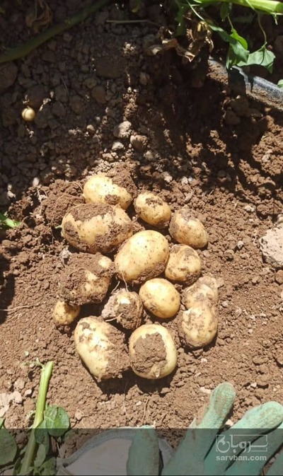 فروش سیب زمینی  بذری