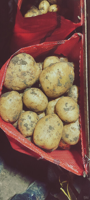 فروش سیب زمینی سانتا