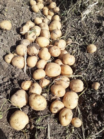 فروش سیب زمینی