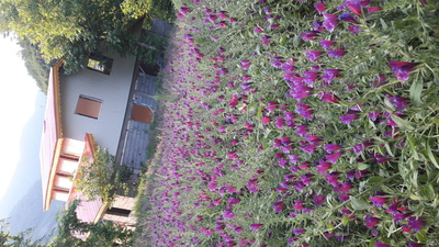 فروش گاو زبان