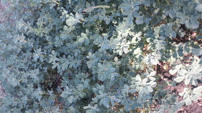 فروش شنبلیله