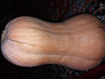 فروش کدوحلوایی