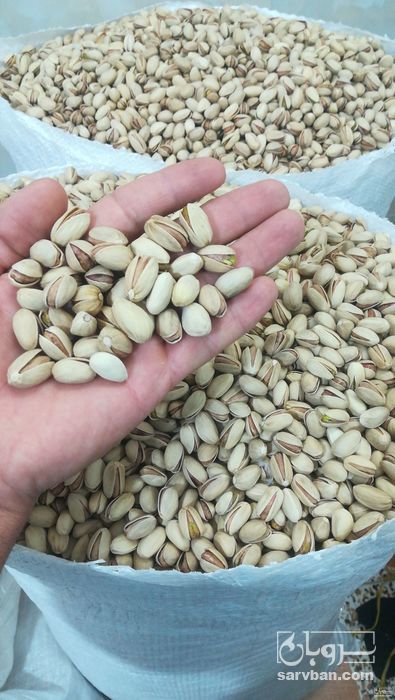 فروش پسته