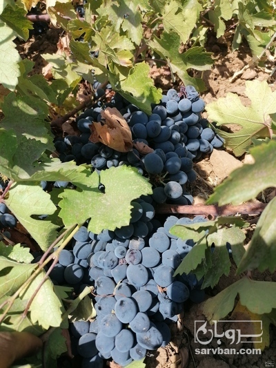فروش انگور