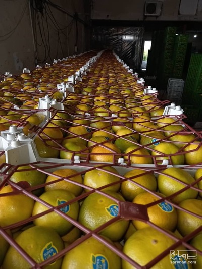 فروش نارنگی