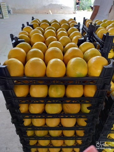 فروش نارنگی 2