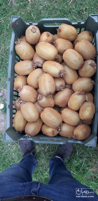 فروش کیوی 4