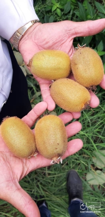 فروش کیوی 2