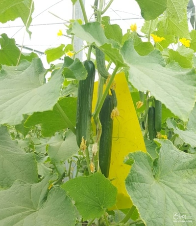 فروش خیار گلخانه ای
