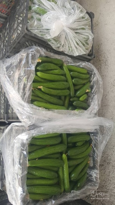 فروش خیار گلخانه ای