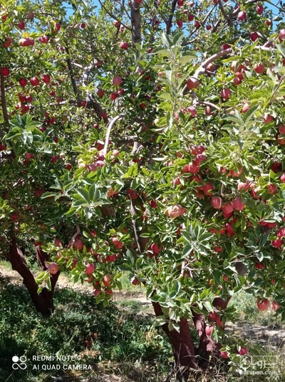  فروش سیب زردوسرخ پادنای سمیرم 2
