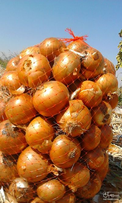 فروش پیاز 2