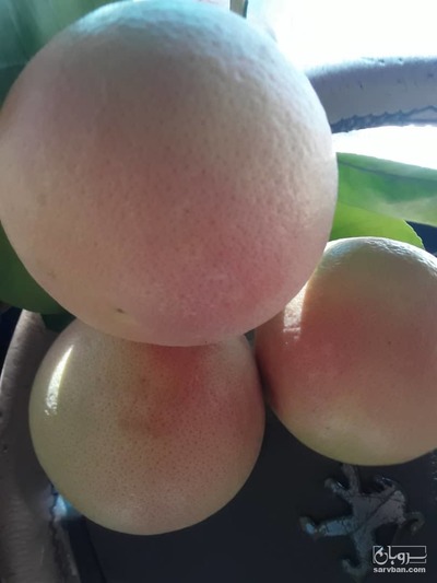 فروش گریپ فوروت