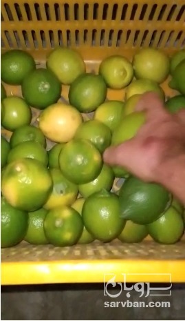 فروش لیموترش سنگی