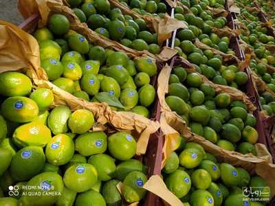 فروش لیموترش سنگی