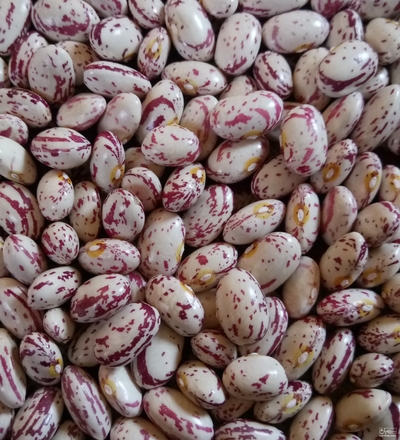 فروش لوبیا چیتی 3