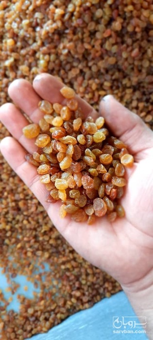 فروش کشمش پلویی زرد تیزابی