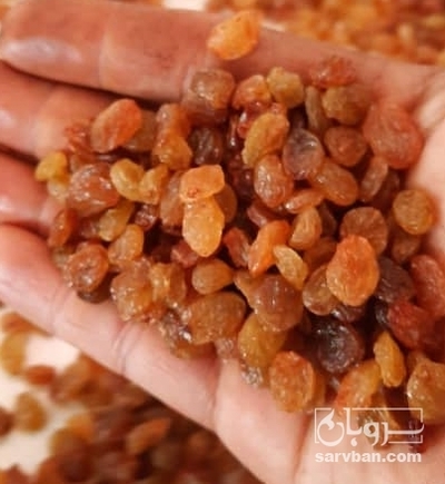 فروش کشمش طلایی  تیزابی