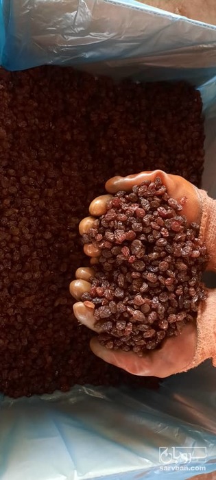 فروش کشمش پلویی مشکی