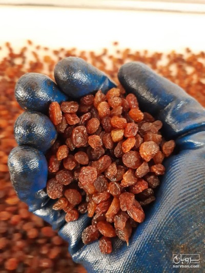 فروش کشمش پلویی قهوه ایی