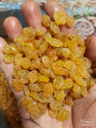 فروش کشمش پلویی گلدن