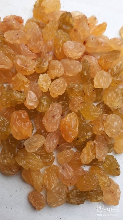 فروش کشمش طلایی