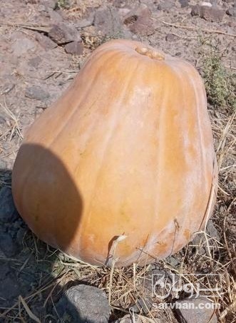 فروش کدو حلوایی