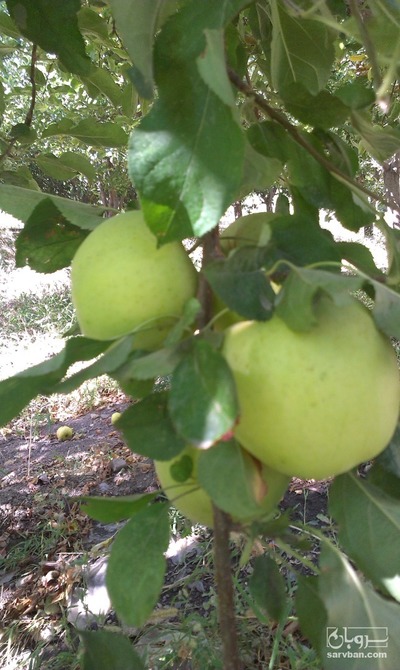 فروش سردرختی سیب