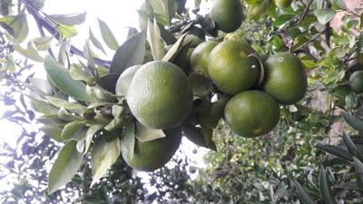 فروش نارنگی