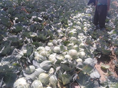 فروش کلم 3
