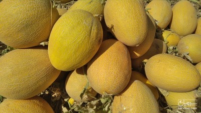 فروش راک درهم