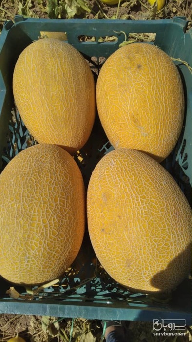 فروش راک سورت شده