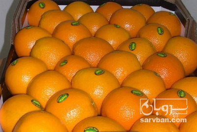 خرید پرتقال