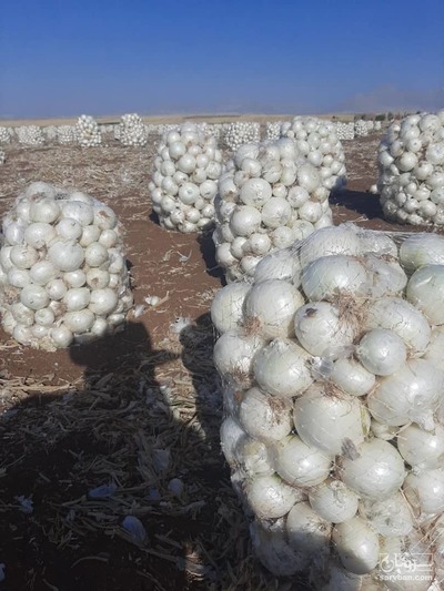 فروش پیاز سفید