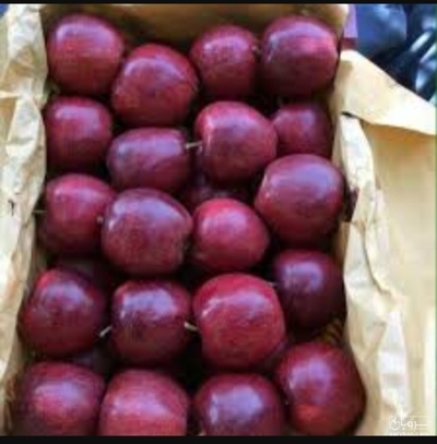 فروش سیب قرمز