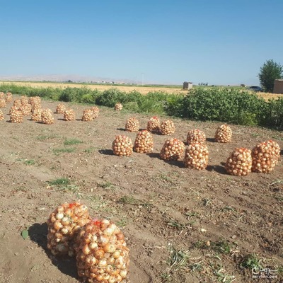 فروش پیاز طلائی