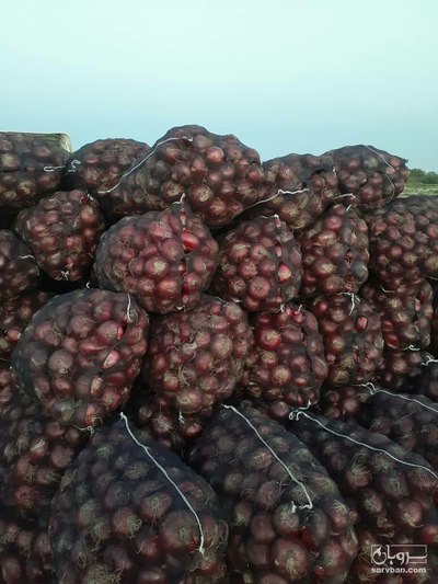 فروش پیاز قرمز