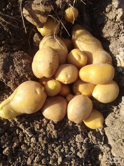 فروش سیب زمینی