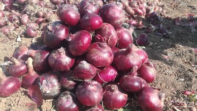 فروش پیاز قرمز - کرمانشاه