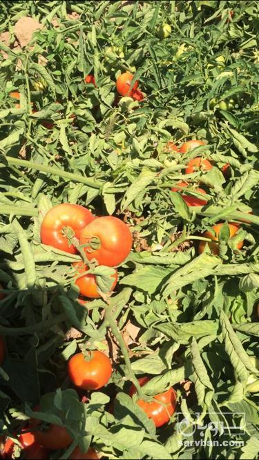 فروش گوجه فرنگی