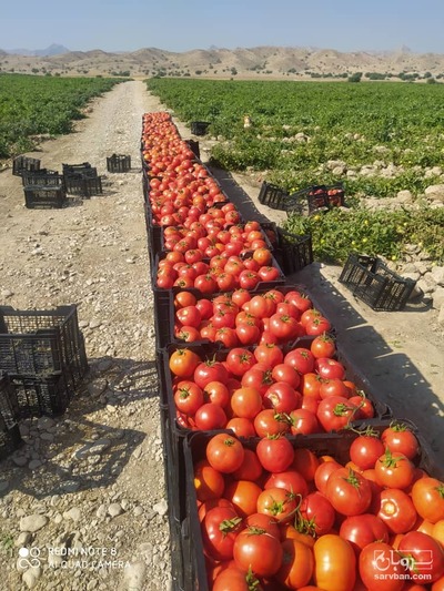 فروش گوجه فرنگی