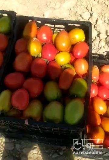 فروش گوجه فرنگی دورنگ متین