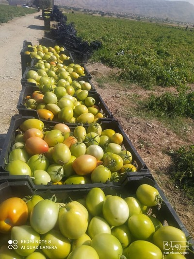 فروش گوجه فرنگی دورنگ