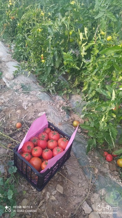 فروش گوجه فرنگی4129