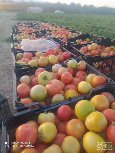 فروش گوجه فرنگی