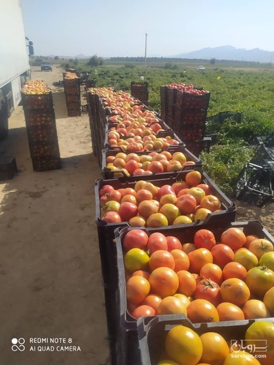 فروش گوجه فرنگی 8320 دورنگ