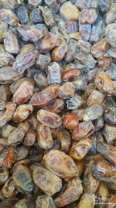 فروش کبکاب دشتستان